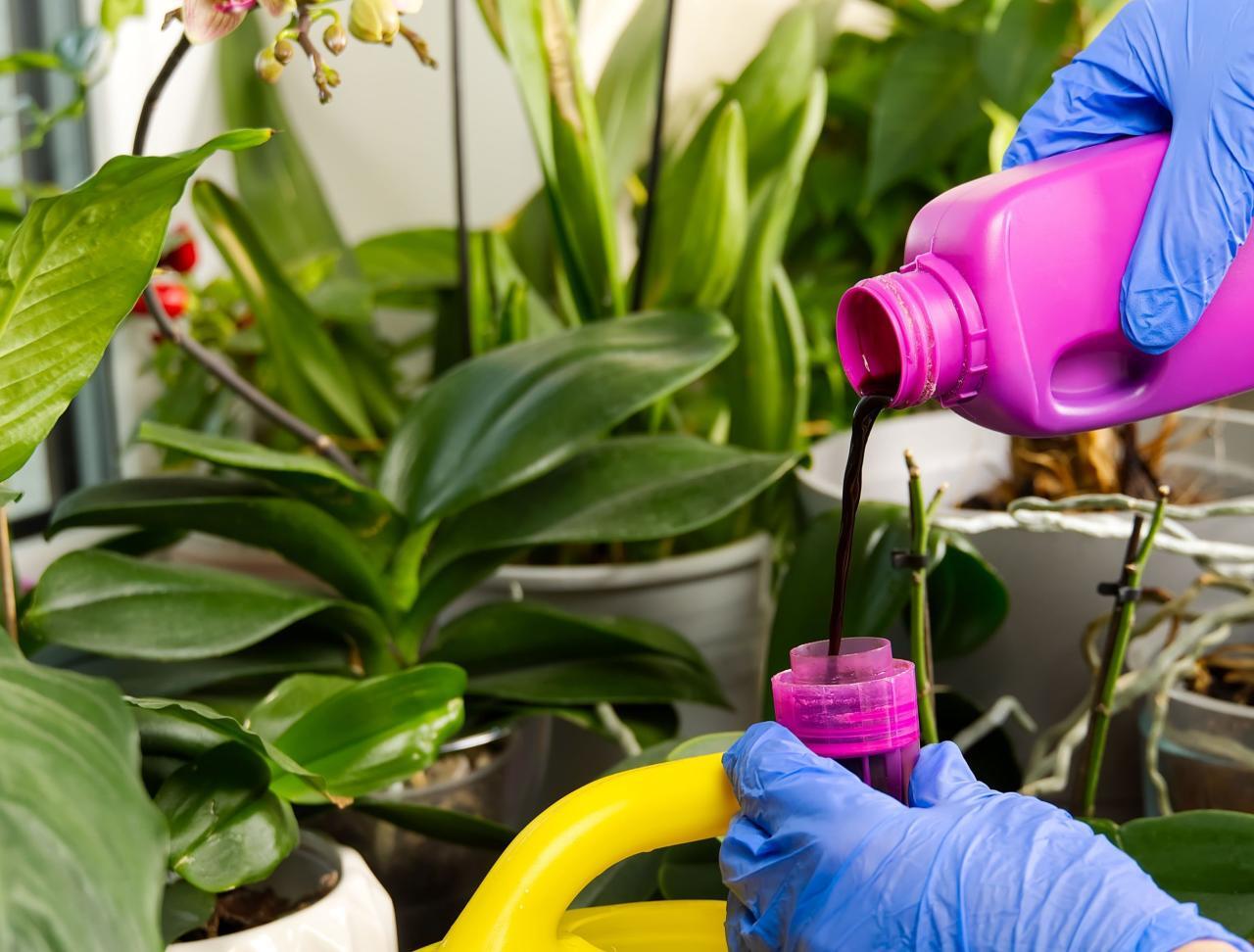 Ways to Naturally Fertilize Your Houseplants Ways to Naturally Fertilize Your Houseplants