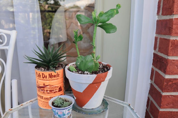 Preparing Your Houseplants For Spring: 5 Must-Do Steps! » Simplify Plants Preparing Your Houseplants For Spring: 5 Must-Do Steps! » Simplify Plants