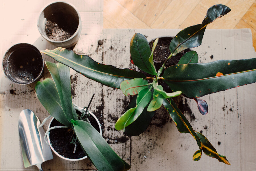 What Size is Your Pot? — Holy Wild Ministries What Size is Your Pot? — Holy Wild Ministries