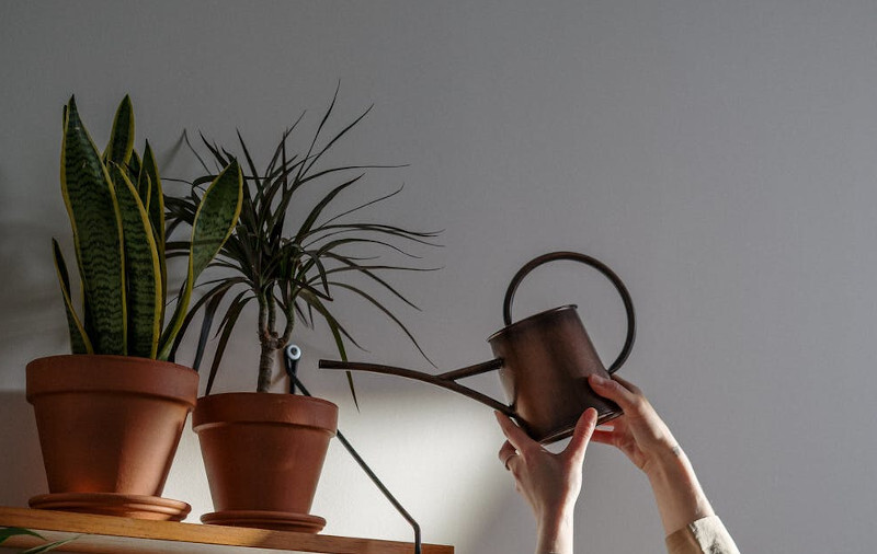 How Often Should I Water My Houseplants? (+ How Much) How Often Should I Water My Houseplants? (+ How Much)