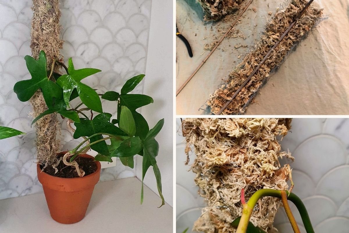 How to Choose the Best Moss Pole for Climbing Plants: A Full Guide How to Choose the Best Moss Pole for Climbing Plants: A Full Guide