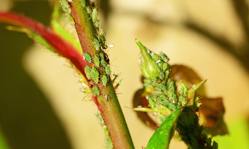 How to Naturally Control Aphids in Your Garden – Garden Guide