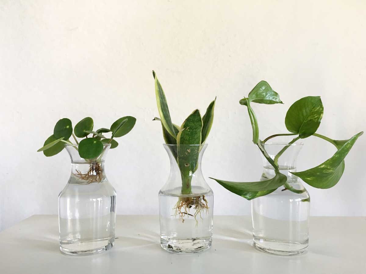 How to Propagate Pothos from Cuttings