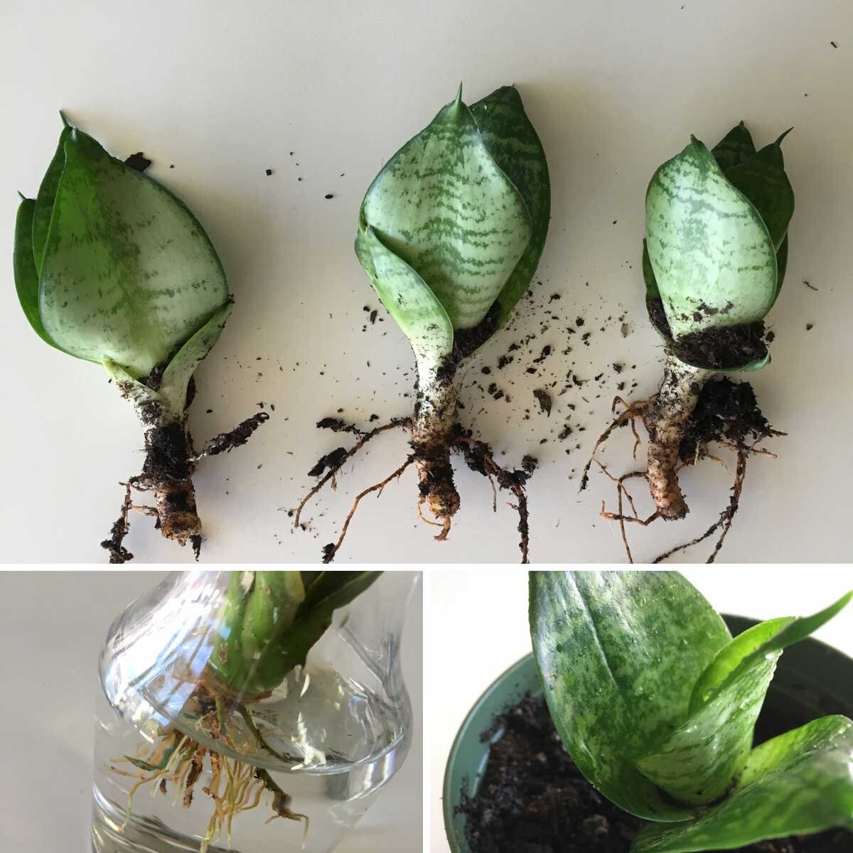 How to Propagate Your Plants: Three Easy Ways to Make Two Plants Out of ... How to Propagate Your Plants: Three Easy Ways to Make Two Plants Out of ...