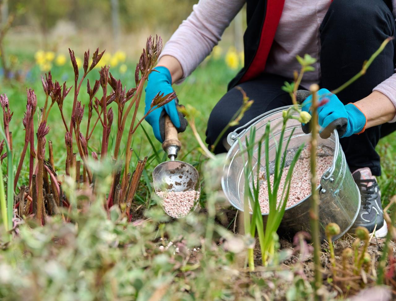 Why Putting Off Your Final Pruning and Fertilizing Is A Bad Idea Why Putting Off Your Final Pruning and Fertilizing Is A Bad Idea