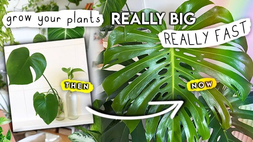 How To Grow Your Houseplants Big and Fast: My Proven Techniques for ... How To Grow Your Houseplants Big and Fast: My Proven Techniques for ...