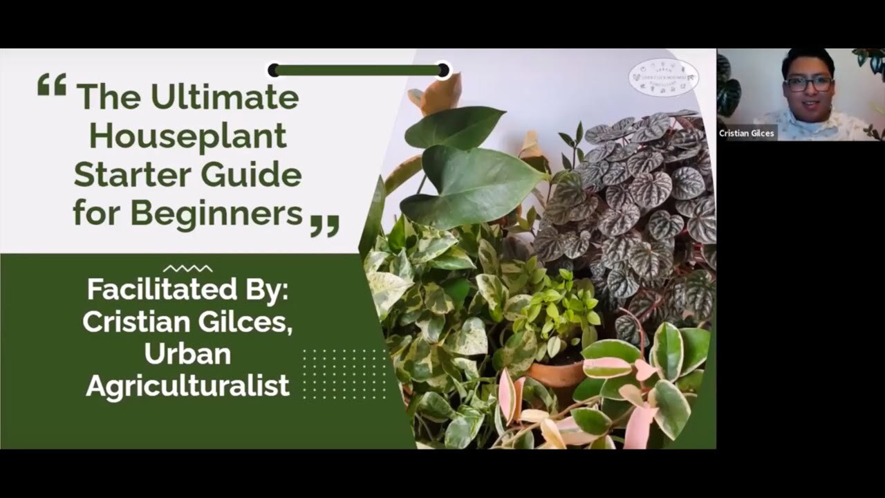 The Ultimate Beginner Guide to Houseplants The Ultimate Beginner Guide to Houseplants