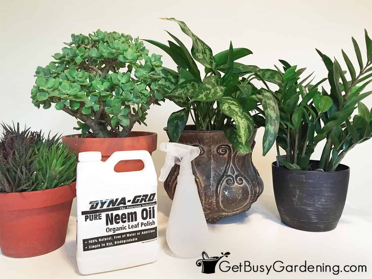 Using Neem Oil - Dave's Garden Using Neem Oil - Dave's Garden