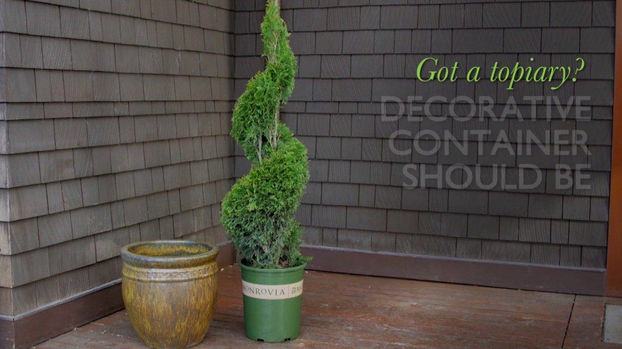 How to Choose The Right Size Pot For Your Plant | Video | The Money Pit How to Choose The Right Size Pot For Your Plant | Video | The Money Pit