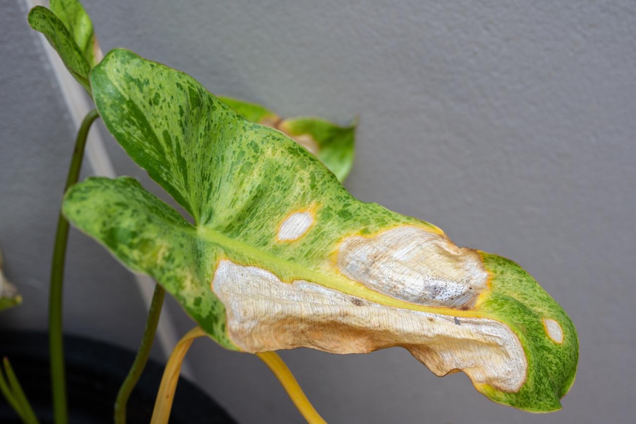 Sunburn on Houseplant Leaves Stock Photo - Image of burnt, damage ... Sunburn on Houseplant Leaves Stock Photo - Image of burnt, damage ...
