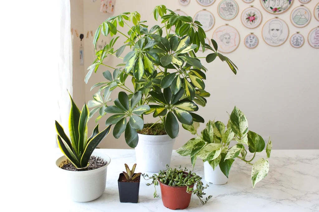How do you choose the right pot size for your houseplants? How do you choose the right pot size for your houseplants?