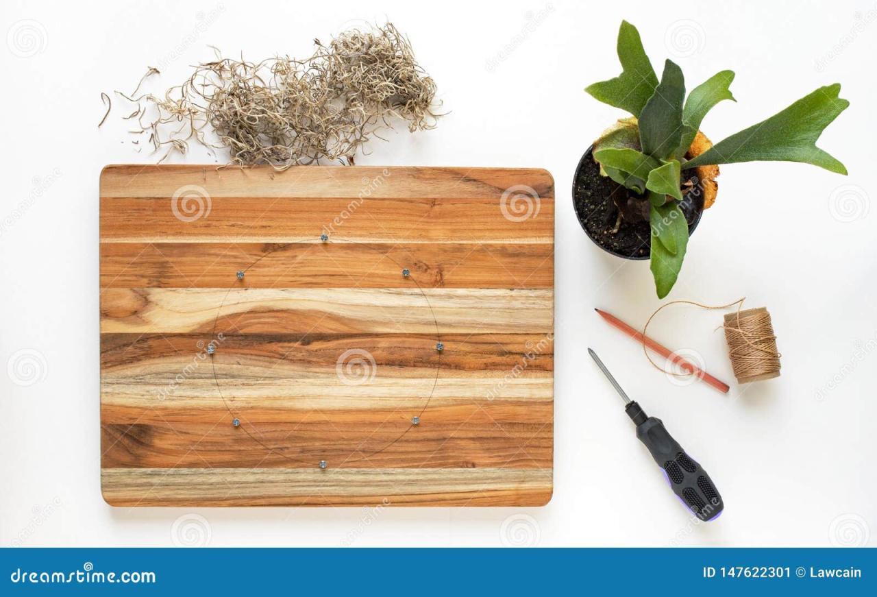 Preparing To Mount Staghorn Fern on Board Stock Image - Image of ...