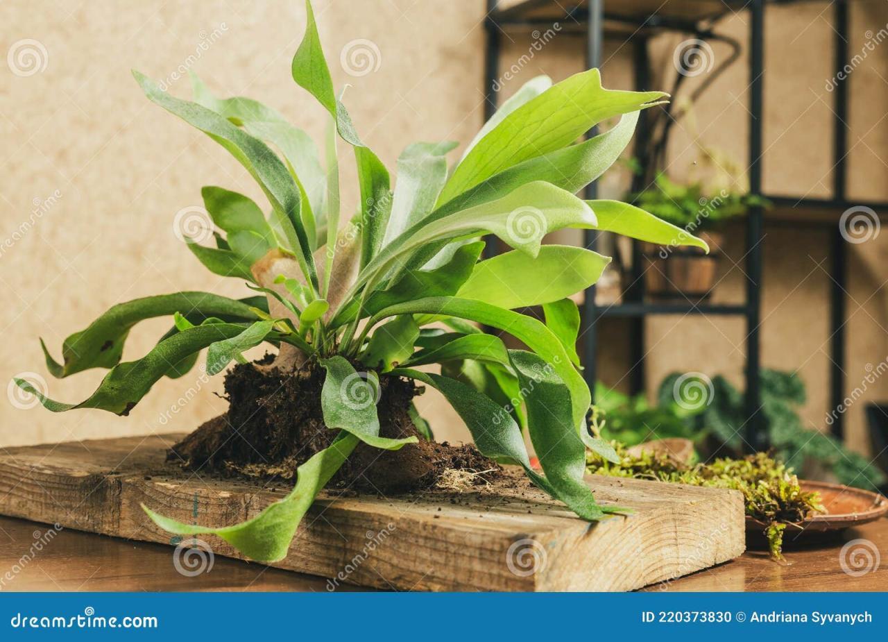 Preparing To Mount Staghorn Fern on Board Stock Photo - Image of ...