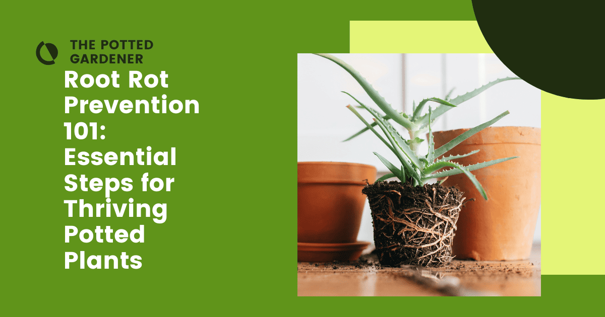 How To Prevent Root Rot In Potted Plants(6 Easy Tips) - The Potted Gardener How To Prevent Root Rot In Potted Plants(6 Easy Tips) - The Potted Gardener