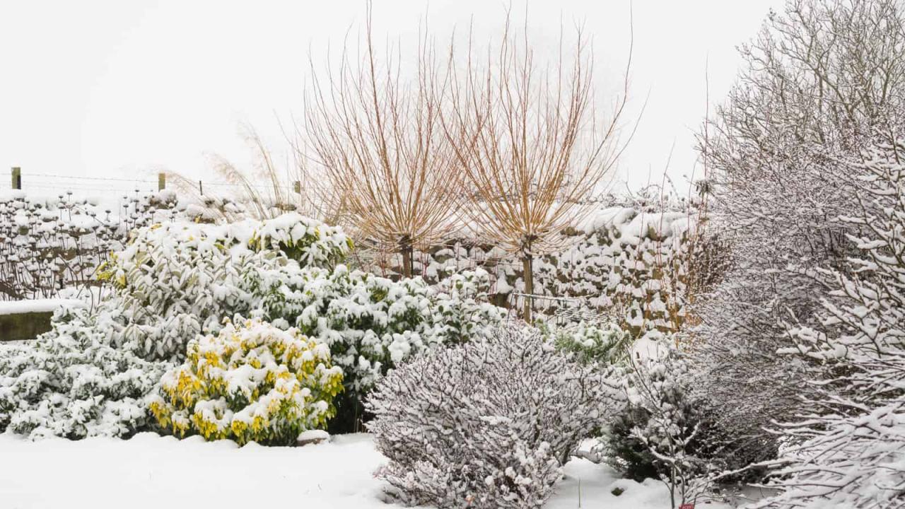 5 Strategies for Maximizing Sunlight in Your Winter Garden 5 Strategies for Maximizing Sunlight in Your Winter Garden
