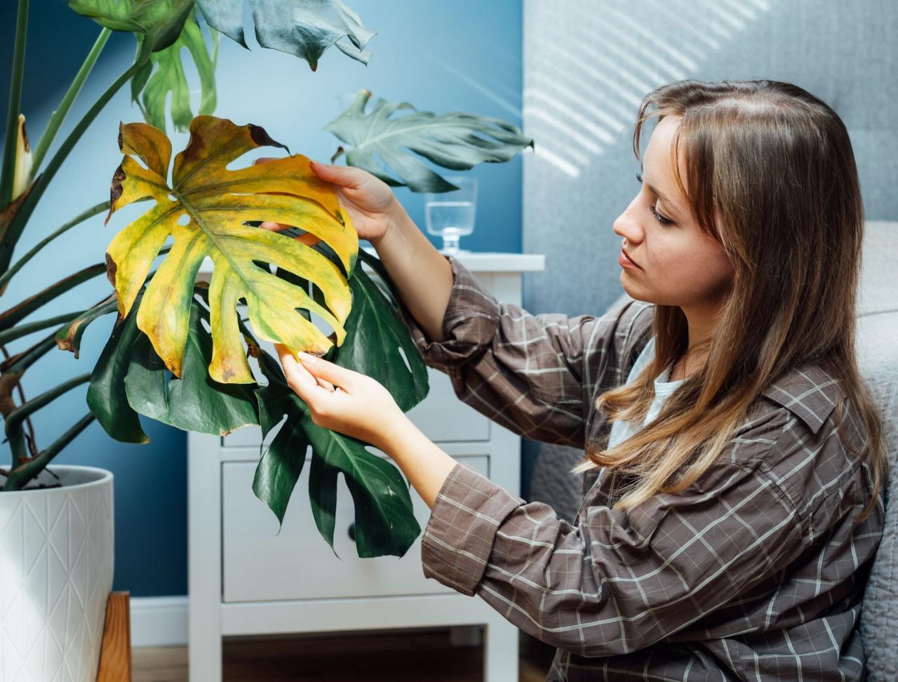 How to Revive a Dying Houseplant How to Revive a Dying Houseplant