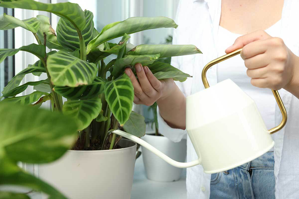 The Best Way To Water Houseplants (Complete Guide) - Geeky Greenhouse The Best Way To Water Houseplants (Complete Guide) - Geeky Greenhouse